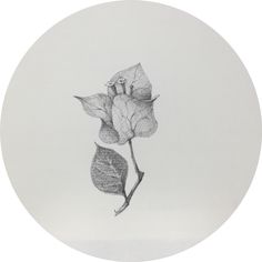 a drawing of a single rose on a white plate