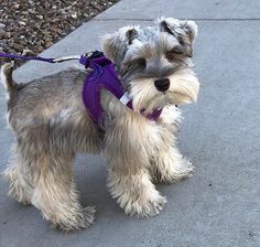 a small dog with a purple leash on it's neck standing on the sidewalk