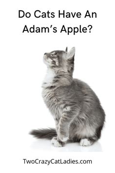 a gray and white cat sitting on top of a white background with the words do cats have an adam's apple?