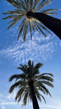 two palm trees against a blue sky with wispy clouds