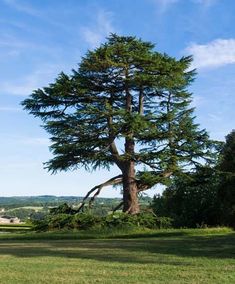 a large tree sitting on top of a lush green field