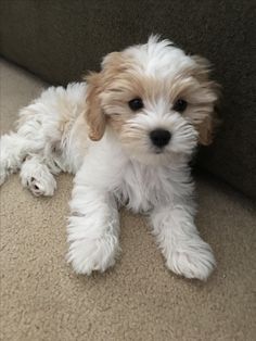 a small white and brown dog laying on top of a carpeted floor next to a wall