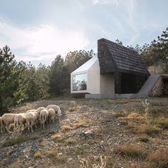 a herd of sheep standing on top of a dry grass field next to a building