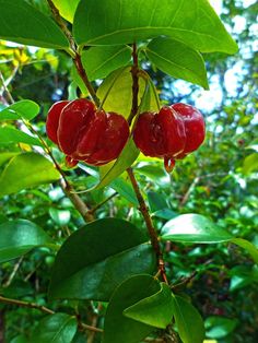 two red berries hanging from a green leafy tree