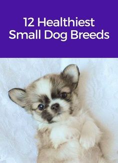 a small dog laying on top of a white sheet with the title 12 healthest small dog breeds