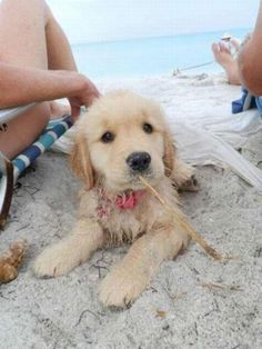 a dog sitting on the beach with a stick in it's mouth and people behind him