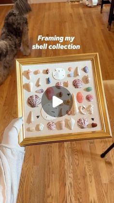 a dog is looking at a framed display with shells on it's side and the caption framing my shell collection