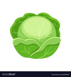 lettuce on white background with clippings for the text eps file available