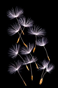 some white dandelions are in the dark