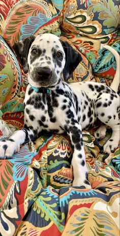 a black and white dog laying on top of a colorful blanket