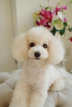 a small white poodle sitting on top of a cushion next to a vase with flowers