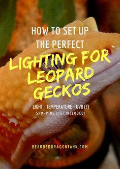 a gecko with the words how to set up the perfect lighting for leopard geckos