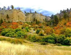 a grassy field with trees and rocks in the background, surrounded by tall grass on both sides