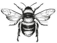 a black and white drawing of a bee with wings spread out, facing the camera