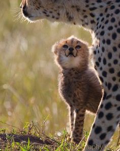 a baby cheetah standing next to an adult cheetah