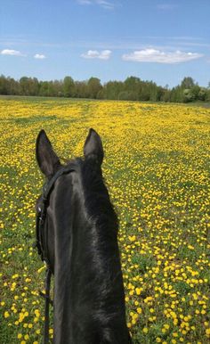 the back end of a horse's head as it walks through a field full of dandelions