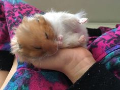 a hamster sleeping on its owner's arm in a pink and blue blanket