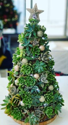 a small christmas tree made out of succulents