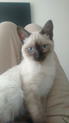 a siamese cat with blue eyes sitting on a bed in front of a pillow