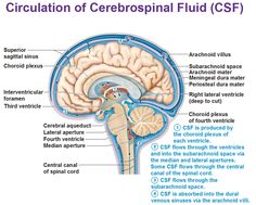 the structure of the human brain and its major functions, including the cerebratorys