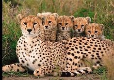 four cheetah cubs sitting on the ground in front of their mother's