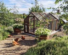 chickens are walking around in the gravel near a small building with a greenhouse on top