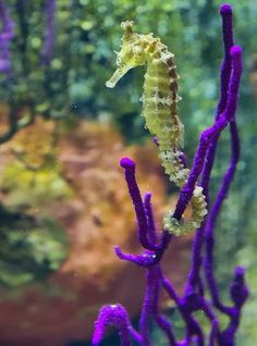 a sea horse in an aquarium with purple corals and other marine life around it