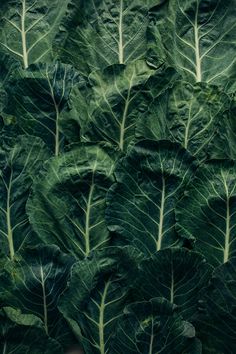 green leafy vegetables are growing in the field together, and ready to be eaten