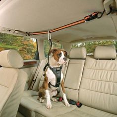 a brown and white dog sitting in the back seat of a car on a leash