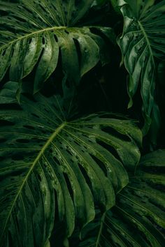 plants, wallpaper, backround, green theme, aesthetic, aesthetic, idea Garden Spells, Leaves Wallpaper Iphone, Landscaping Logo, Calming Images, Plant Background, Beauty Room Design, Beige Wallpaper, Monstera Plant