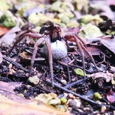 a close up of a spider on the ground with leaves and rocks in the background