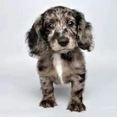 a small brown and white dog standing up