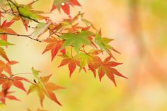 red and green leaves on a tree in the fall or winter time with blurry background