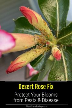 a flower with the words desert rose fix protect your blooms from pests and disease