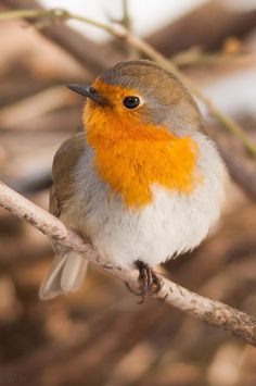 a small bird sitting on top of a tree branch