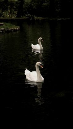 two white swans swimming on top of a lake