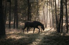 a horse that is standing in the grass near some trees and bushes with sunlight coming through the trees