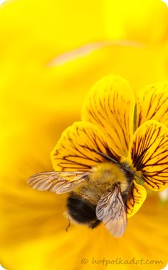 a bee sitting on top of a yellow flower next to it's stamen