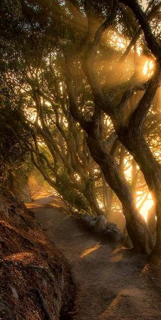 the sun is shining through the trees on this path