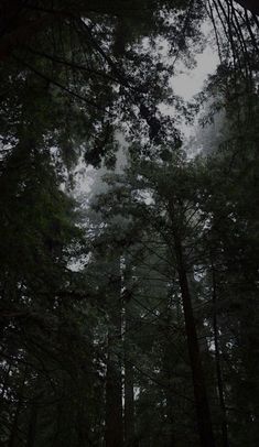 the dark forest is full of tall trees