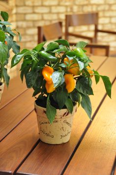 a potted plant sitting on top of a wooden table