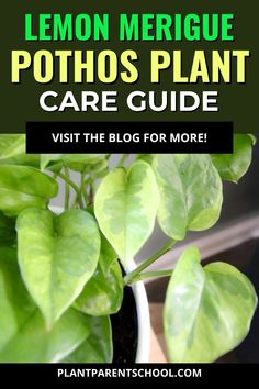 a potted plant with the title, lemon merigue photos plant care guide visit the blog for more