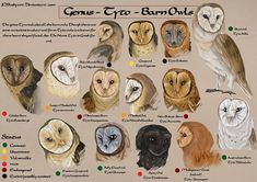 an image of different types of owls in their natural habitat colors and markings are shown