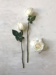 three white roses with green leaves on a white background, one is dying and the other has wilted