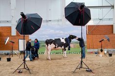 three people standing around two black and white cows with umbrellas on their heads in an open area