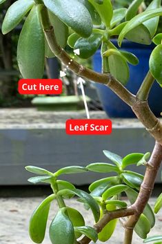 Jade Plant Pruning, Jade Plant Care, Jade Plant, Household Plants, Indoor Plant Care