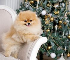 a small brown dog sitting on top of a white chair next to a christmas tree