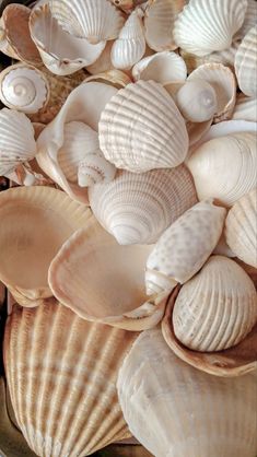 sea shells are arranged in a basket on the beach for display or to be used as decorations