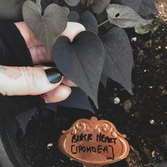 a person holding a heart shaped cookie in front of a plant with leaves on it