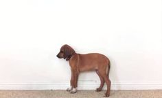 a brown dog standing in front of a white wall and looking at the floor with his head down